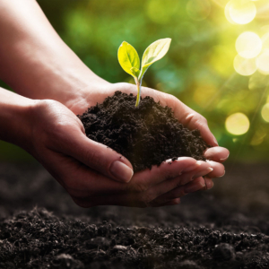 Stock image of a leafy shoot being planted in soil